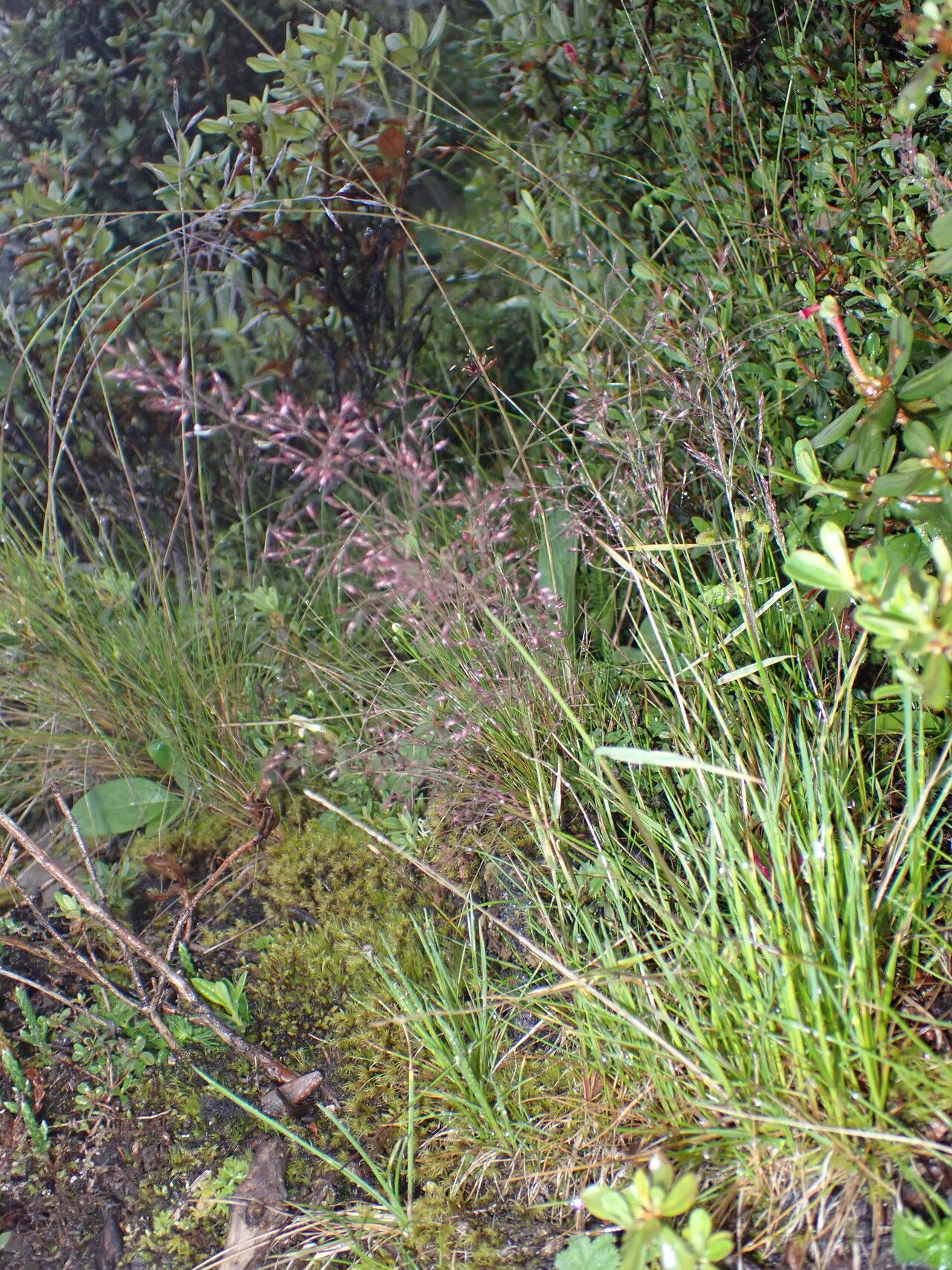 Agrostis pilosula habit