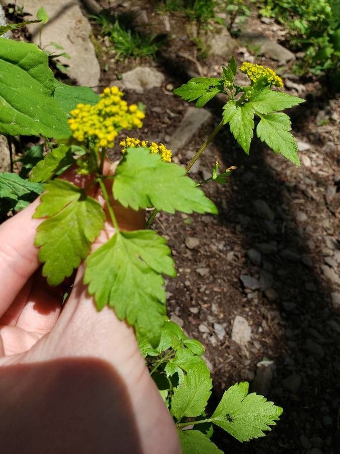 Thaspium barbinode — related species from the same genus