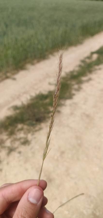 Vulpia ciliata flower