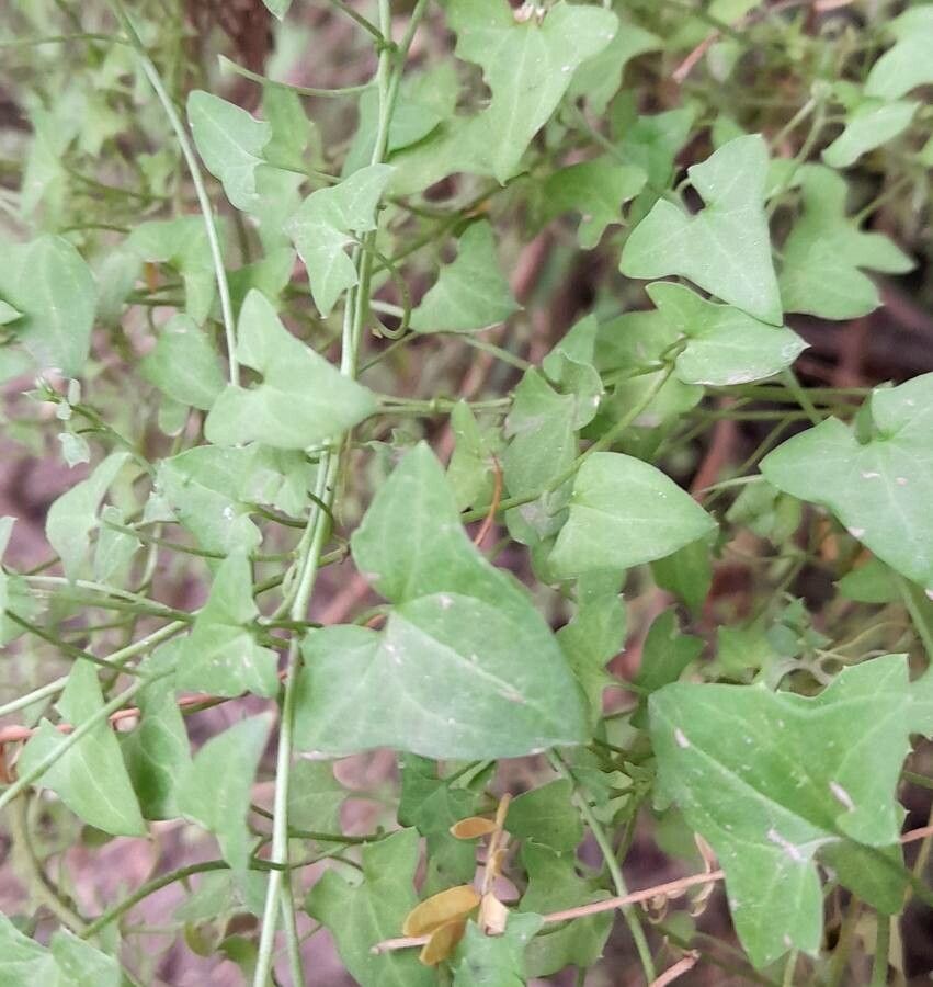 Maurandya antirrhiniflora leaf
