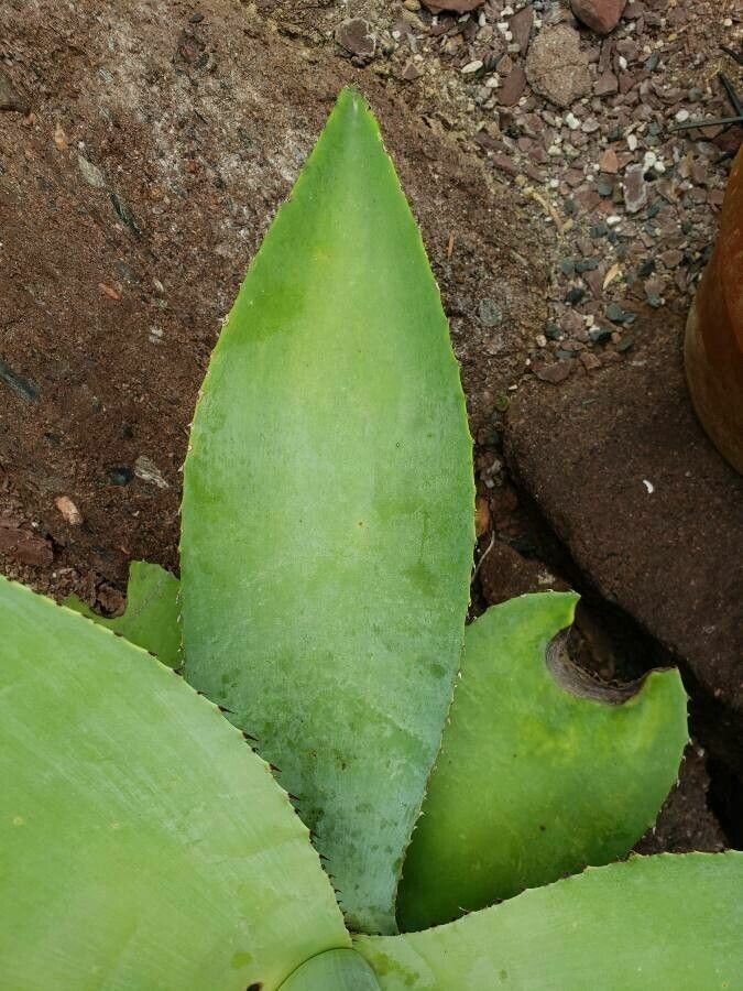 Agave guiengola — search result for 'Agave'