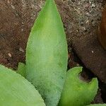 Agave guiengola