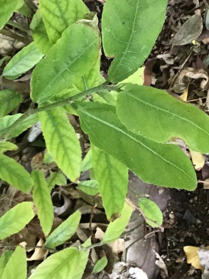 Ficus obscura — houseplant care guide