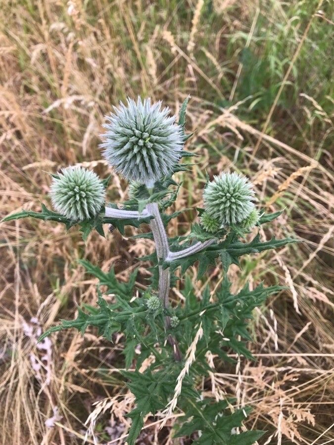 Echinops sphaerocephalus leaf