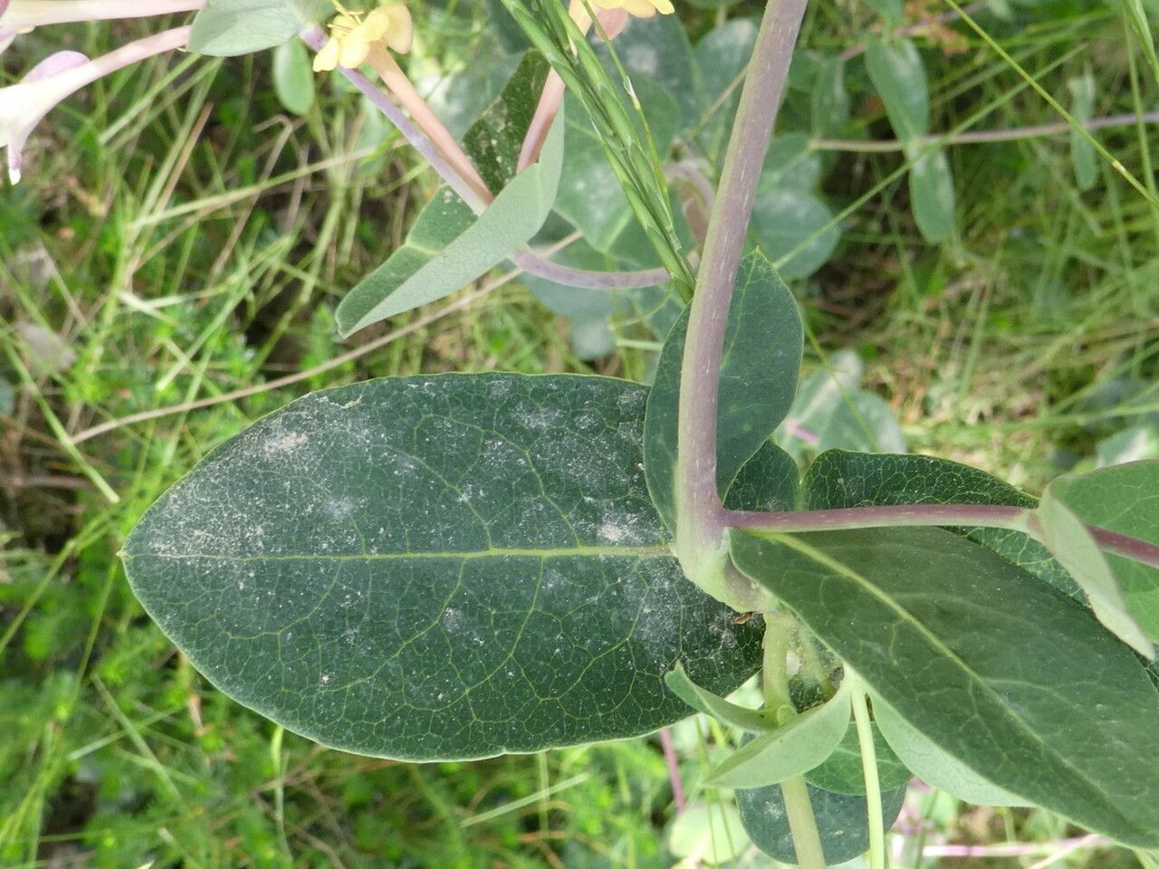 Lonicera implexa — search result for 'Lonicera'