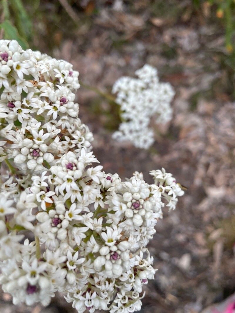 Conospermum longifolium flower