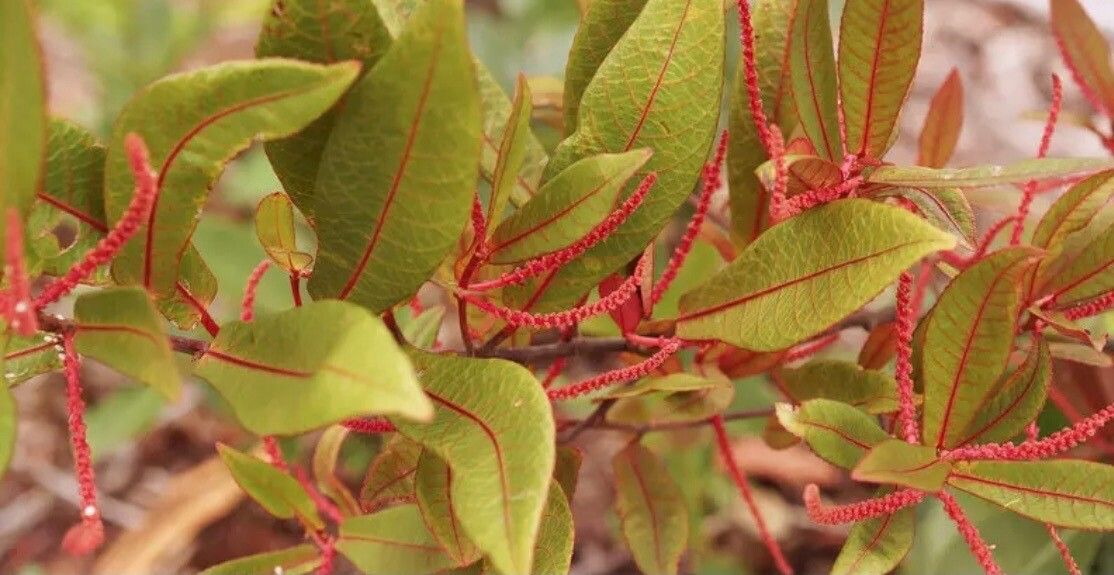 Euroschinus rubromarginatus — houseplant care guide