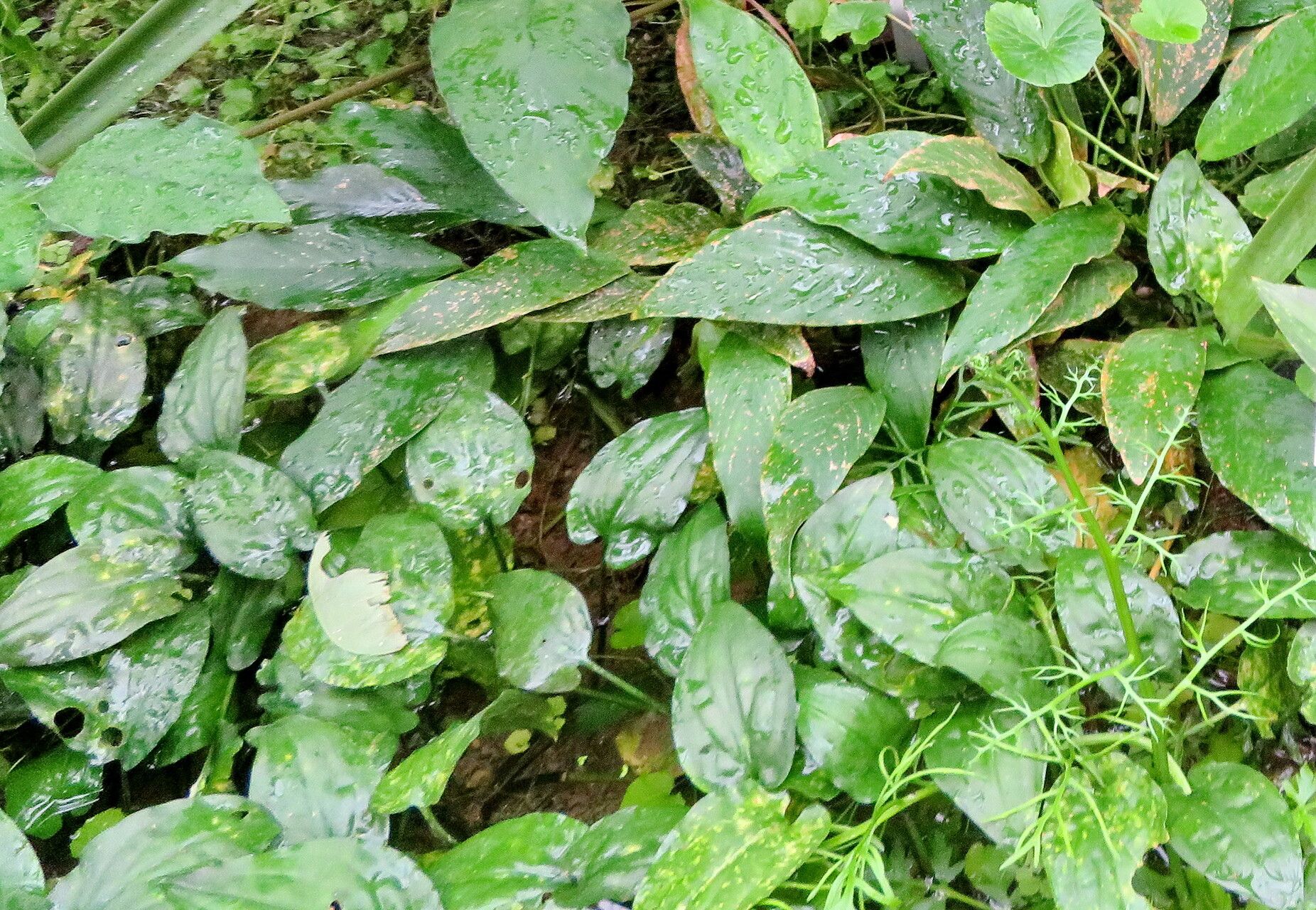 Cryptocoryne pontederiifolia — houseplant care guide