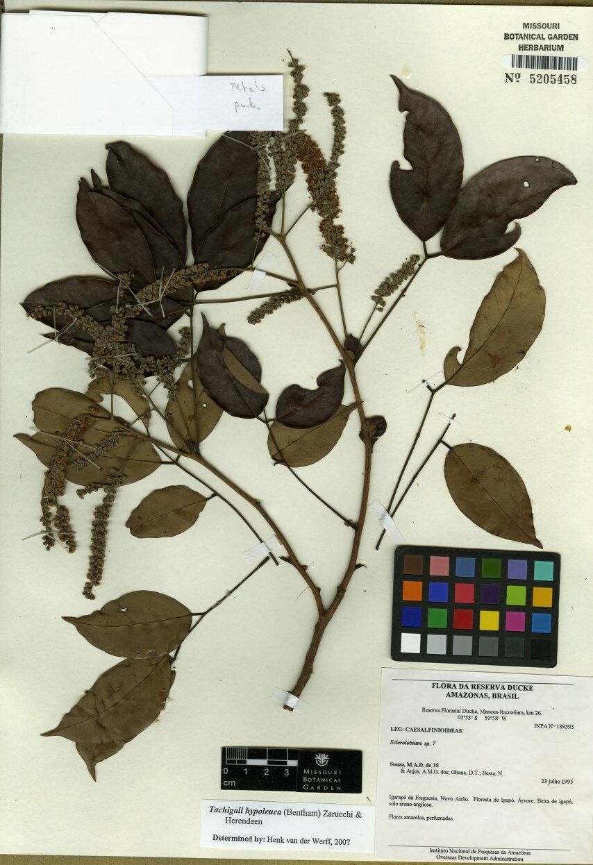 Tachigali hypoleuca — houseplant care guide