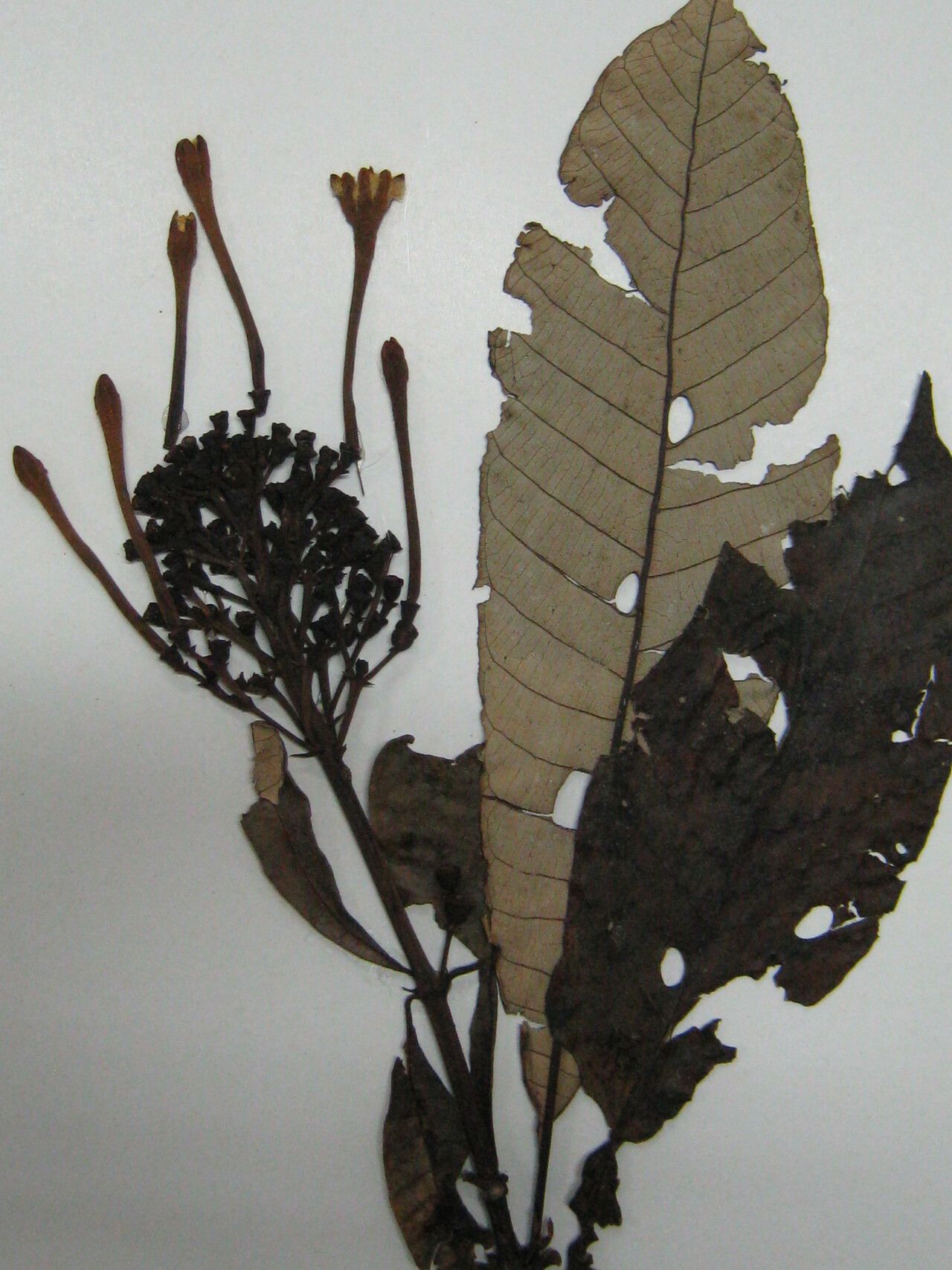 Isertia hypoleuca other