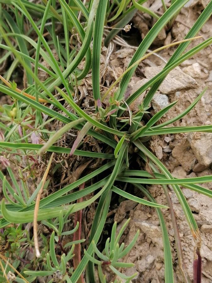 Bupleurum ranunculoides leaf