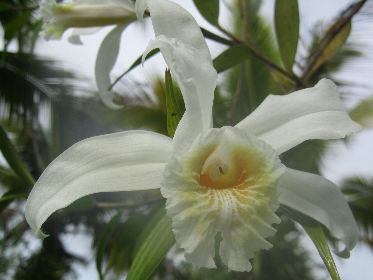 Sobralia chrysostoma flower
