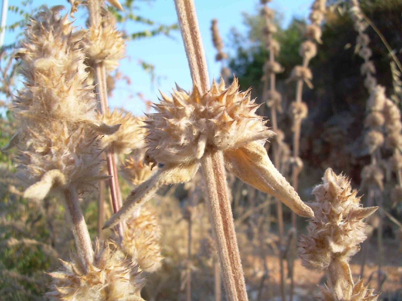 Stachys germanica fruit