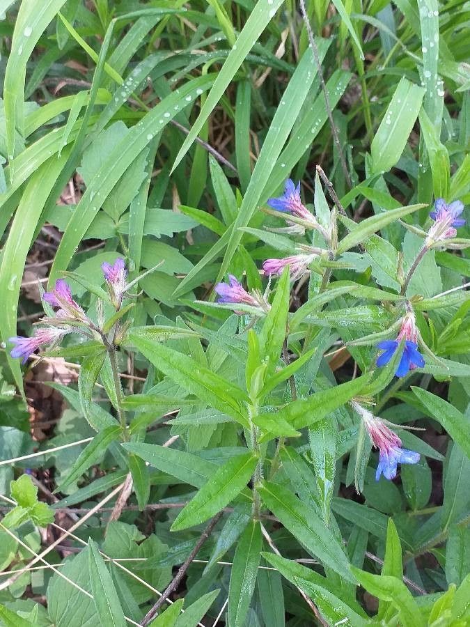 Buglossoides purpurocaerulea flower