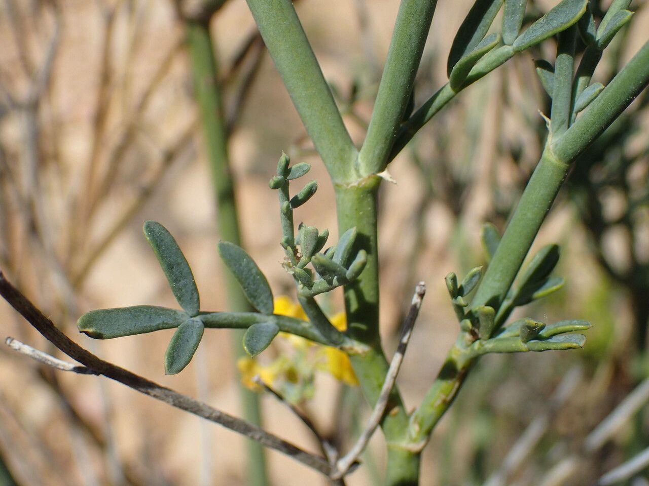 Coronilla juncea — clay tolerant houseplant