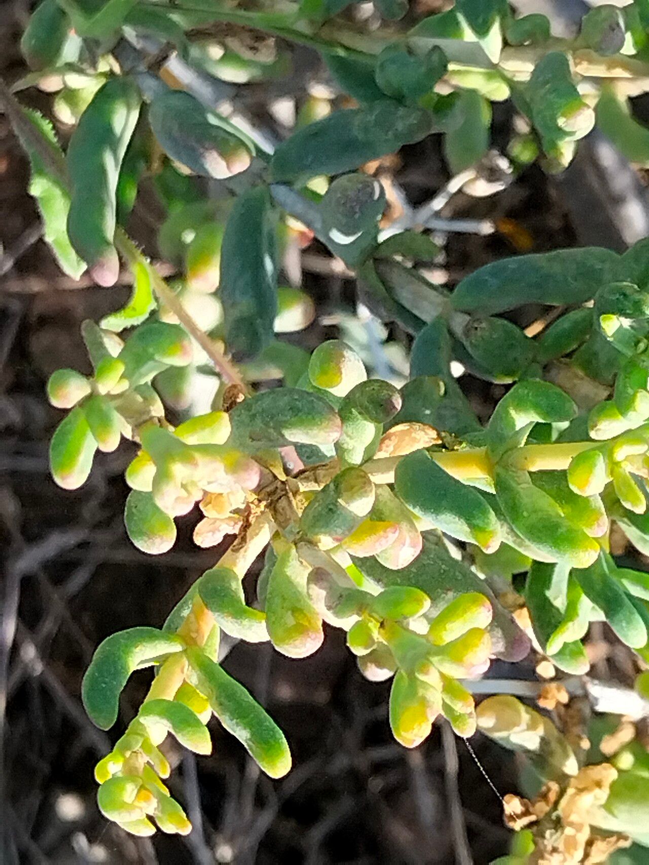 Tetragonia fruticosa bark