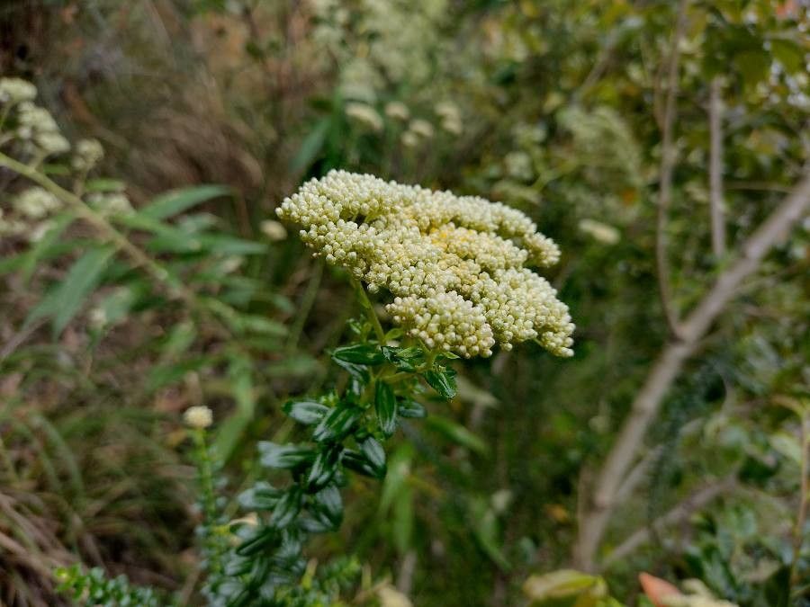 Cassinia denticulata habit
