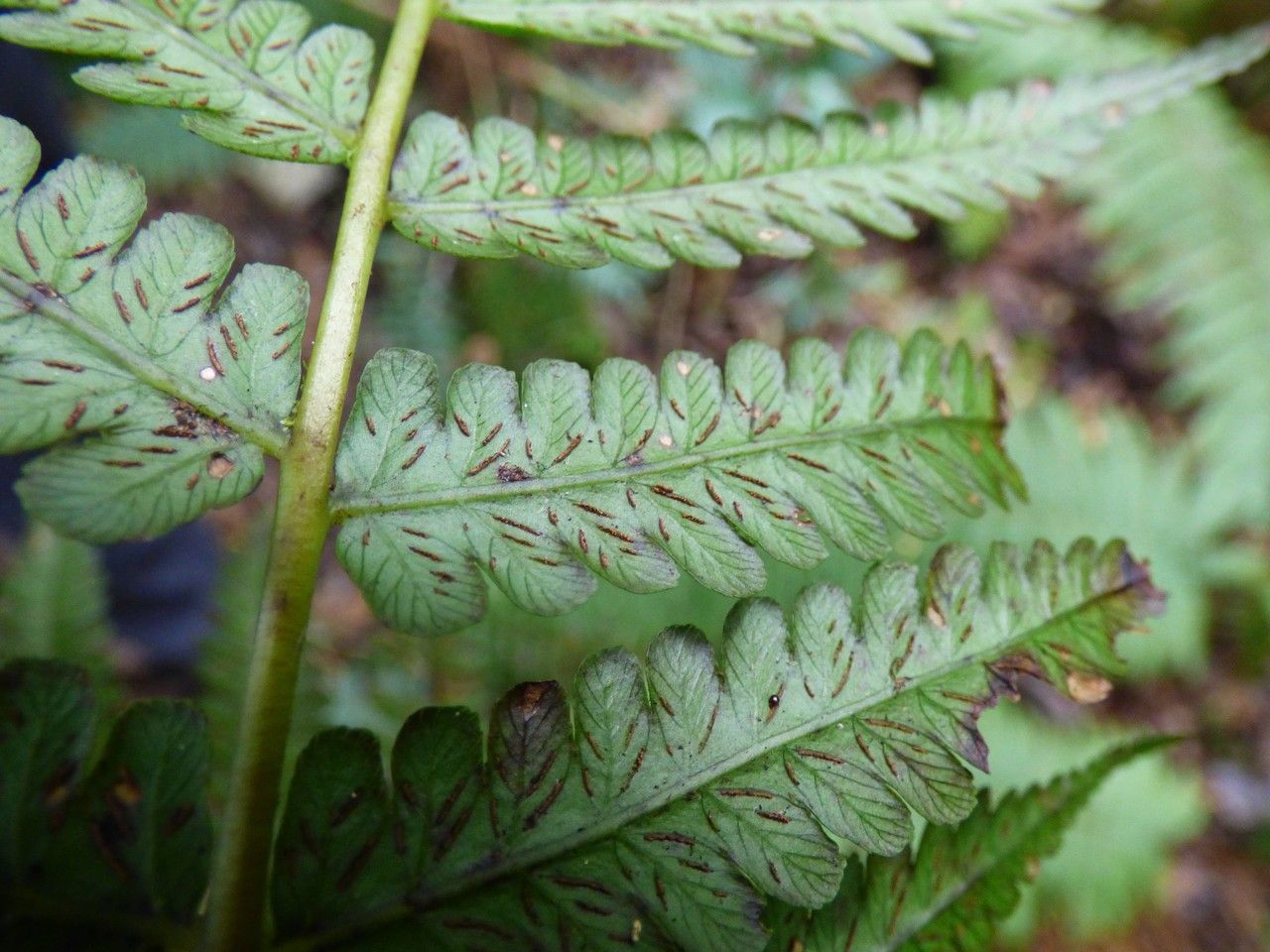 Athyrium arborescens fruit