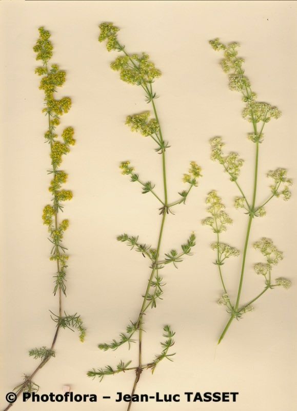 Galium × effulgens — houseplant care guide