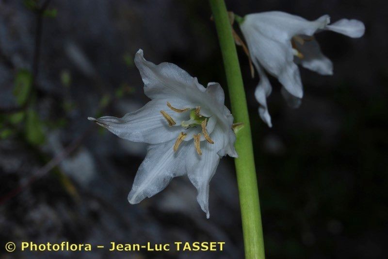 Ornithogalum reverchonii — houseplant care guide