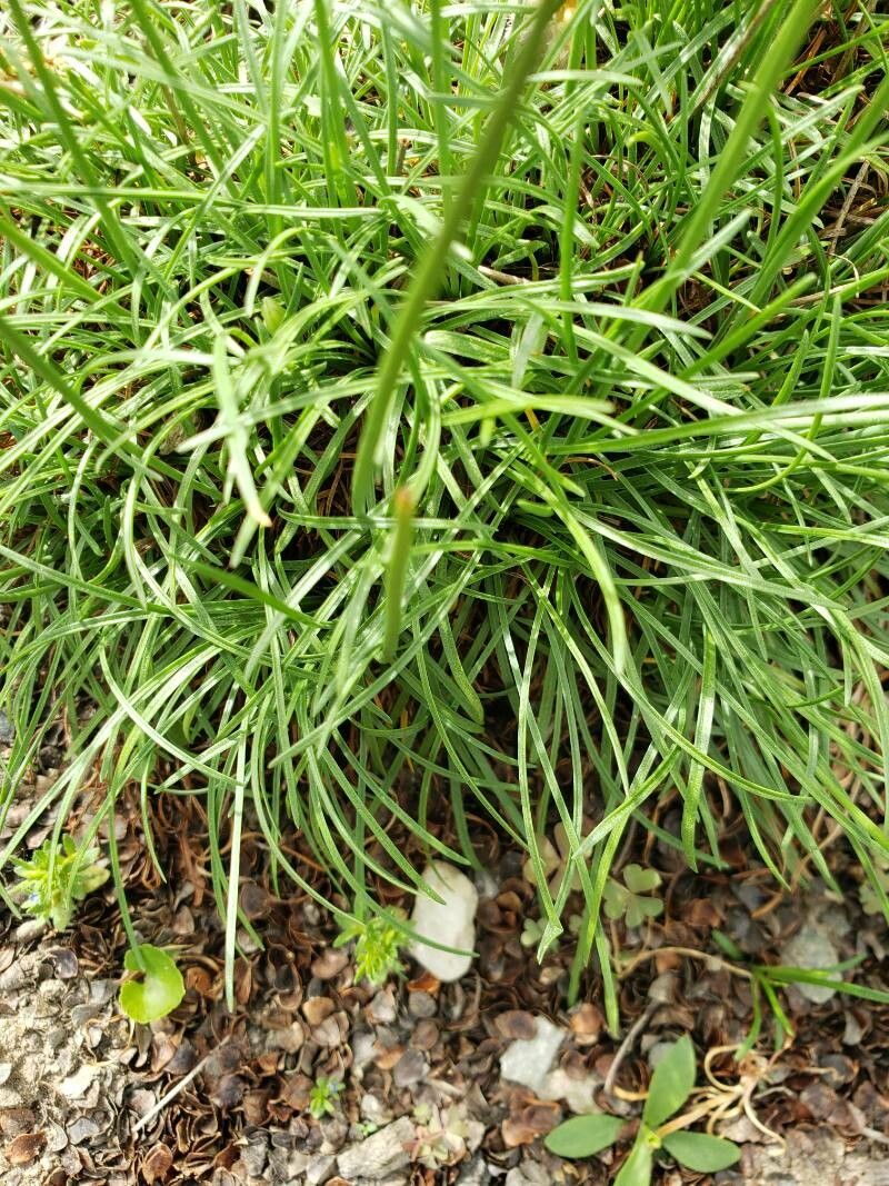 Armeria maritima leaf