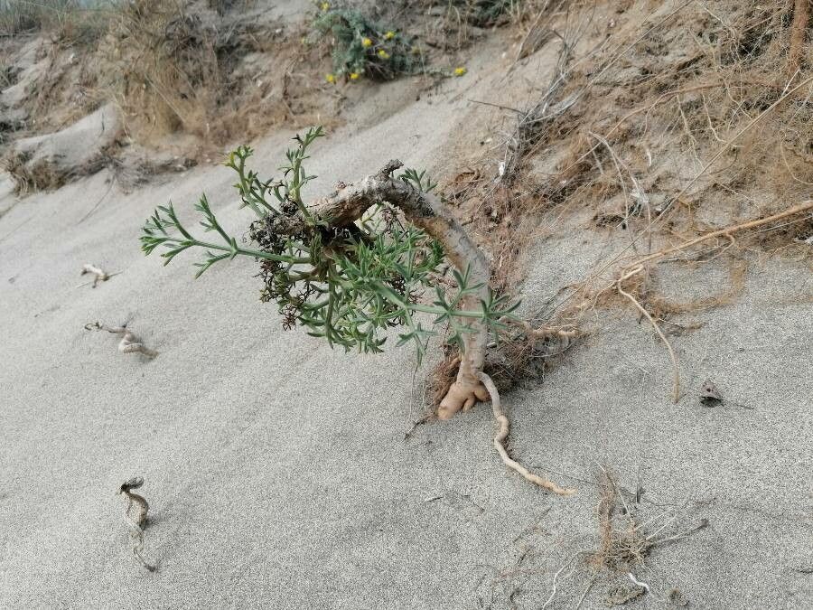 Echinophora spinosa — houseplant care guide