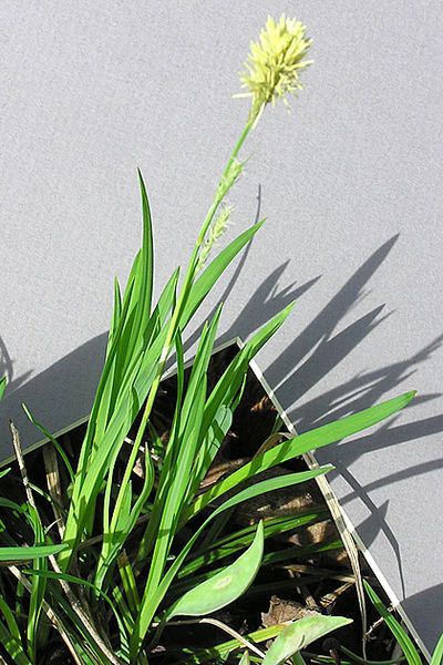 Carex woodii — search result for 'Carex'