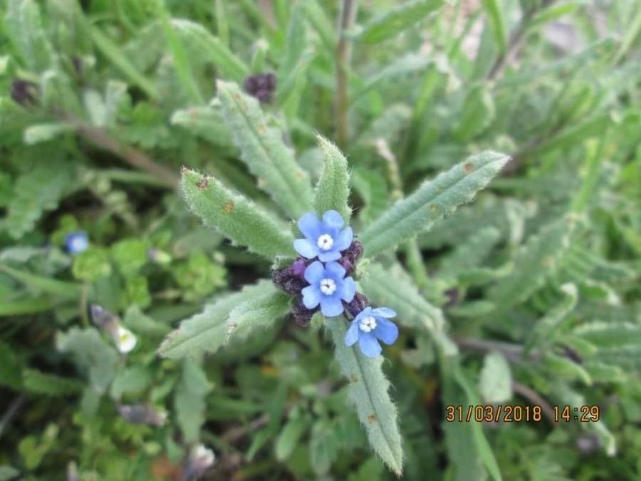 Anchusa thessala flower