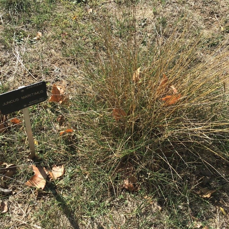Juncus maritimus leaf