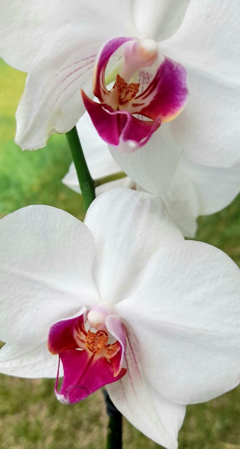 Phalaenopsis × intermedia flower