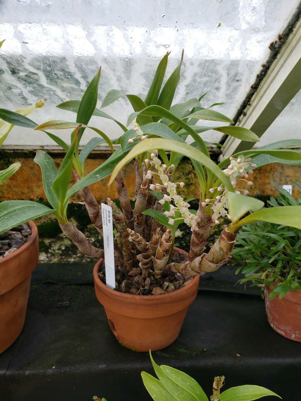 Pinalia tricolor habit