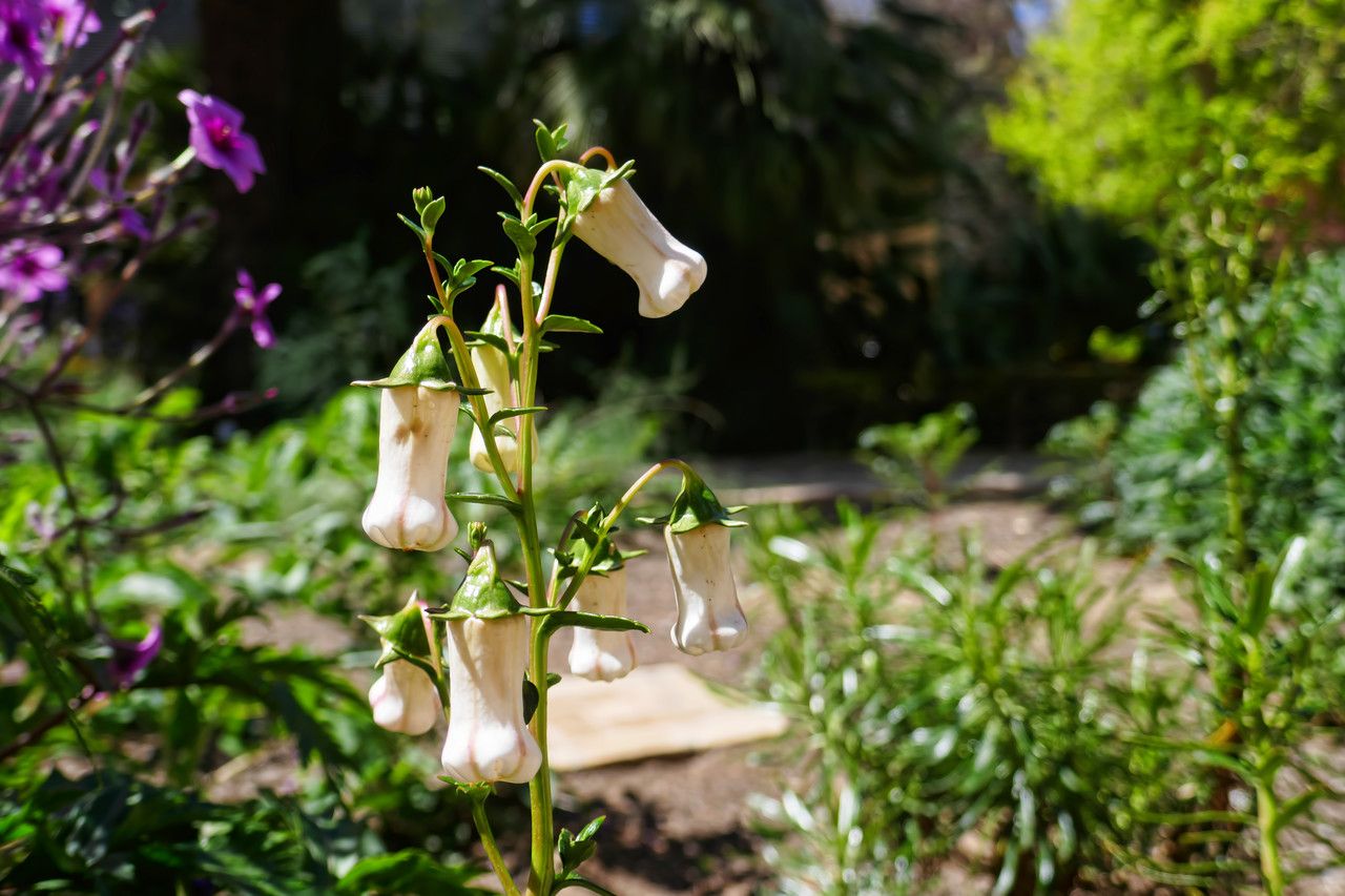 Azorina vidalii habit