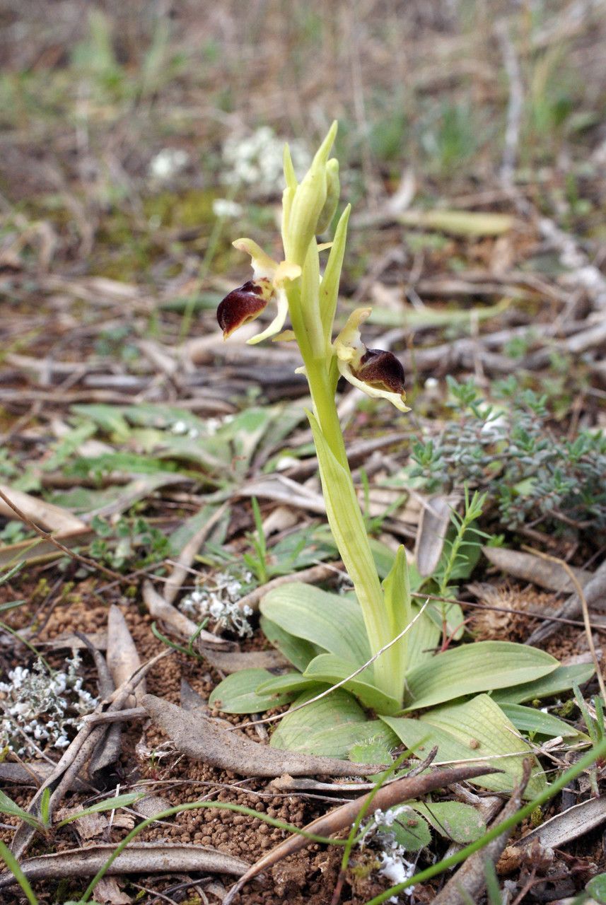 Ophrys arachnitiformis habit