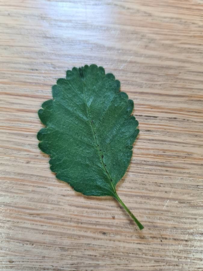 Nothofagus pumilio flower