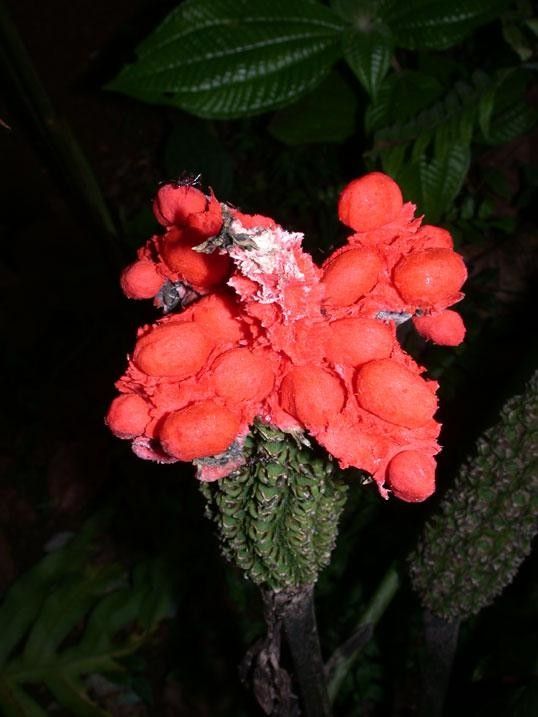 Carludovica sulcata flower