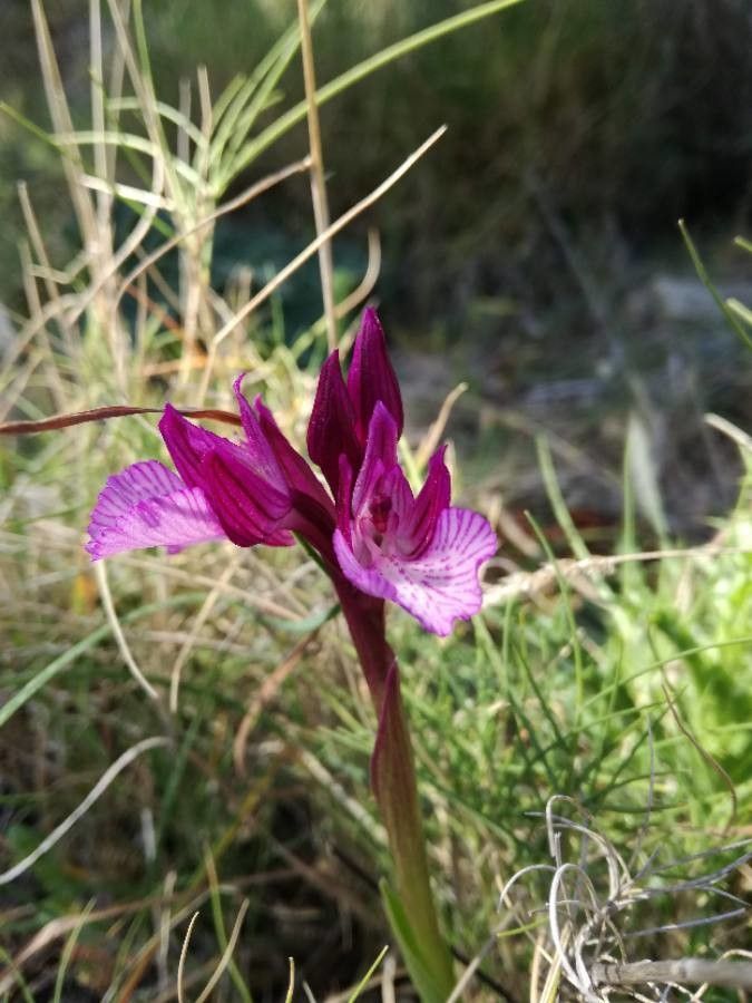 Anacamptis papilionacea — search result for 'Orchidaceae'