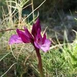 Anacamptis papilionacea