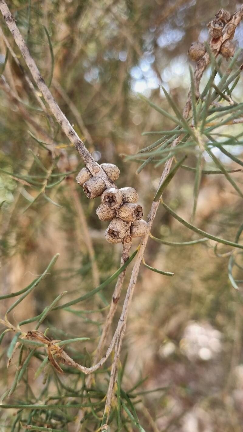 Melaleuca rhaphiophylla fruit