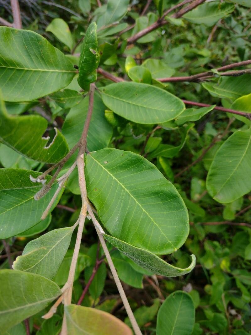 Grevillea macleayana — search result for 'Grevillea'