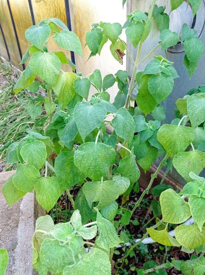 Salvia cinnabarina leaf