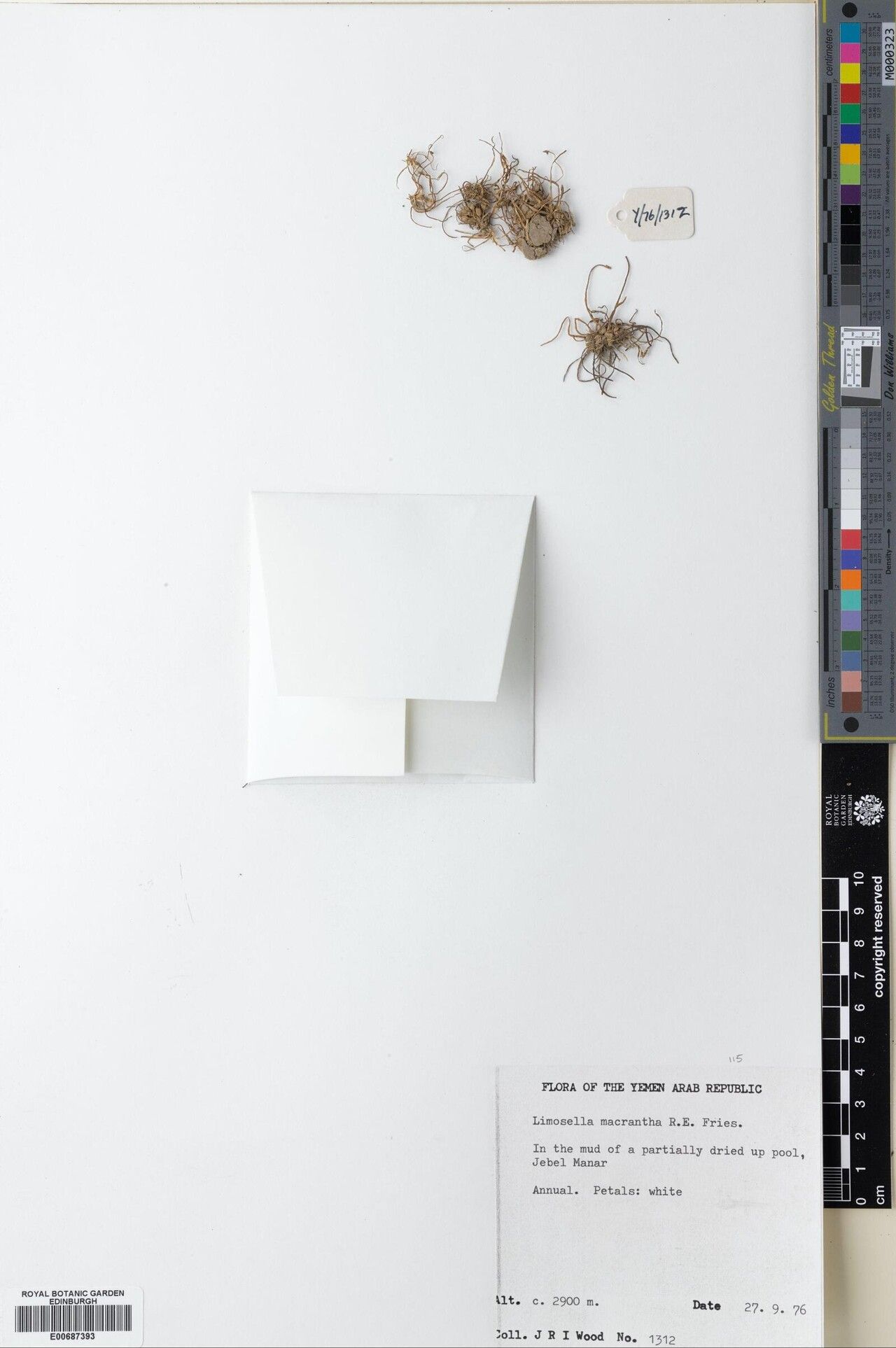 Limosella macrantha — related species from the same genus