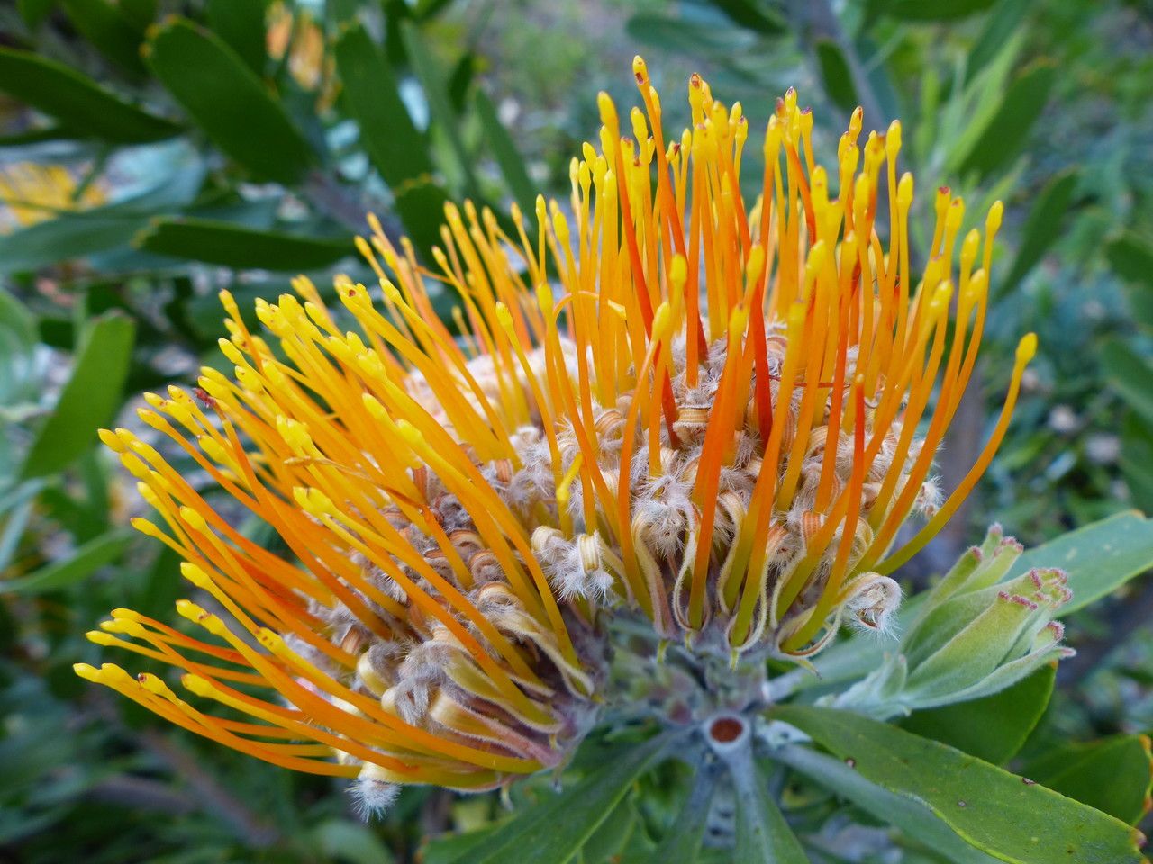 Leucospermum erubescens flower
