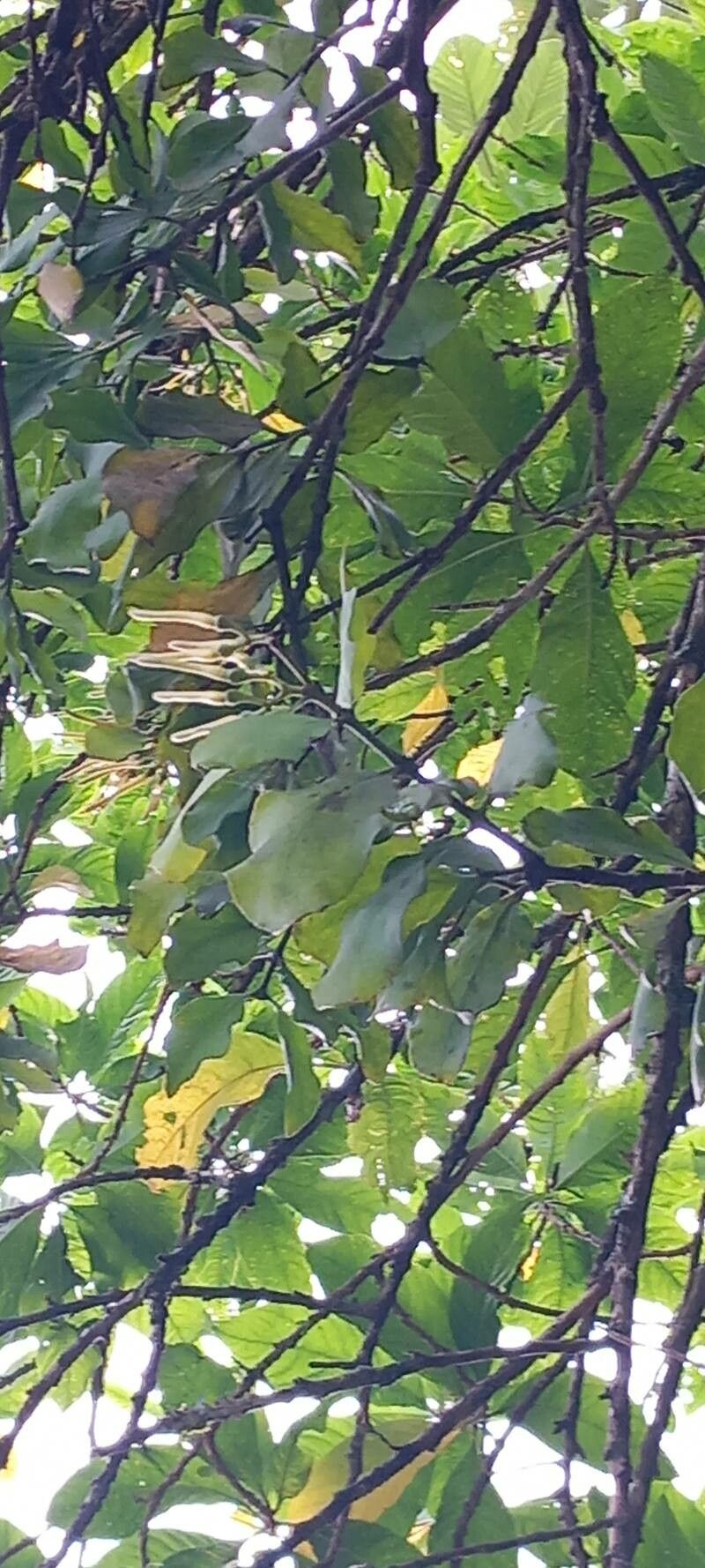 Psittacanthus martinicensis — houseplant care guide