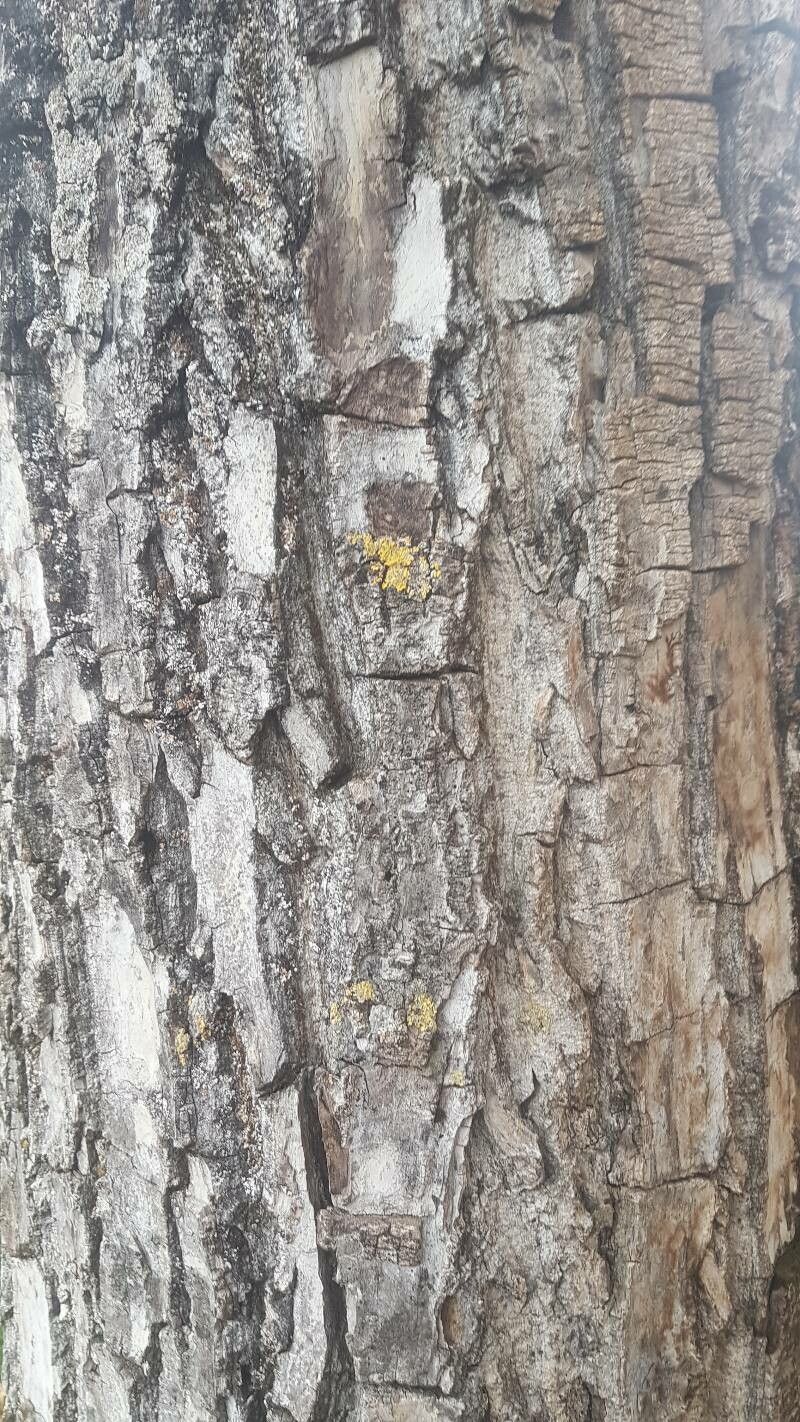 Juglans x intermedia bark