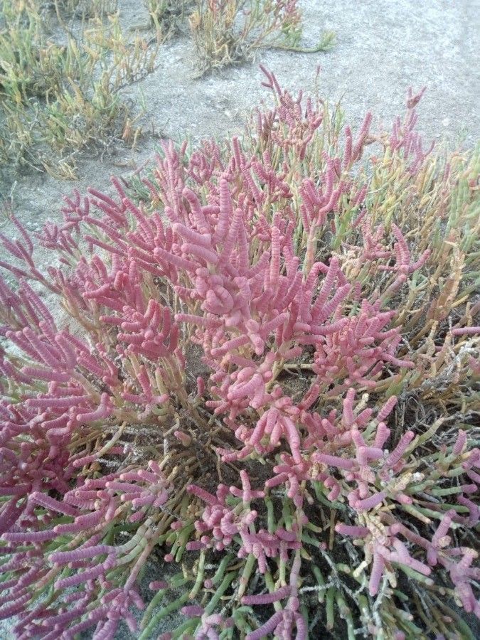 Salicornia bigelovii — related species from the same genus