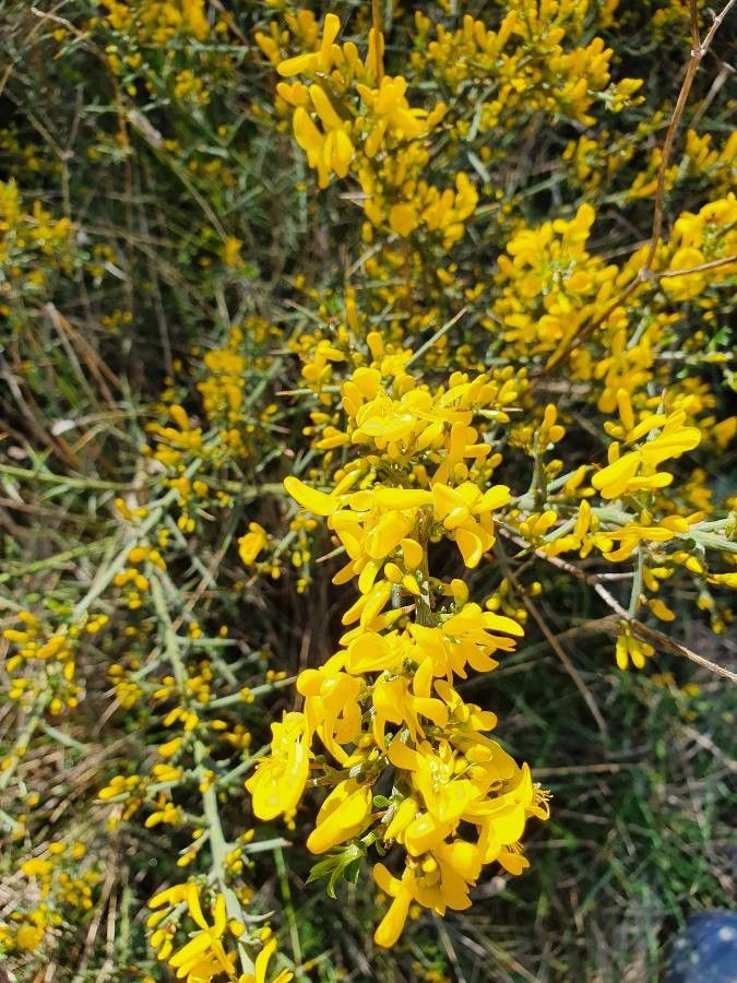 Cytisus galianoi flower
