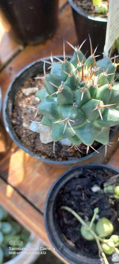 Mammillaria compressa fruit
