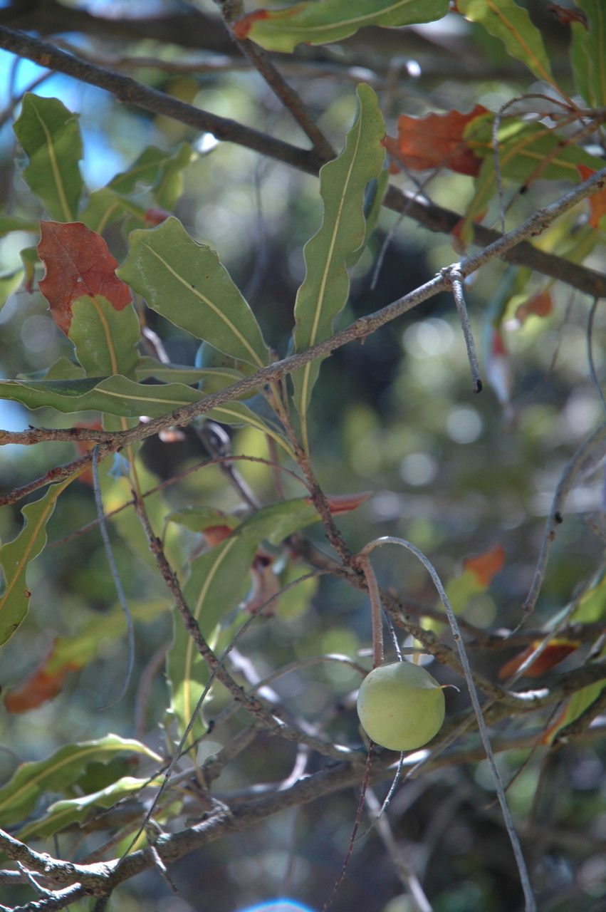 Macadamia integrifolia fruit