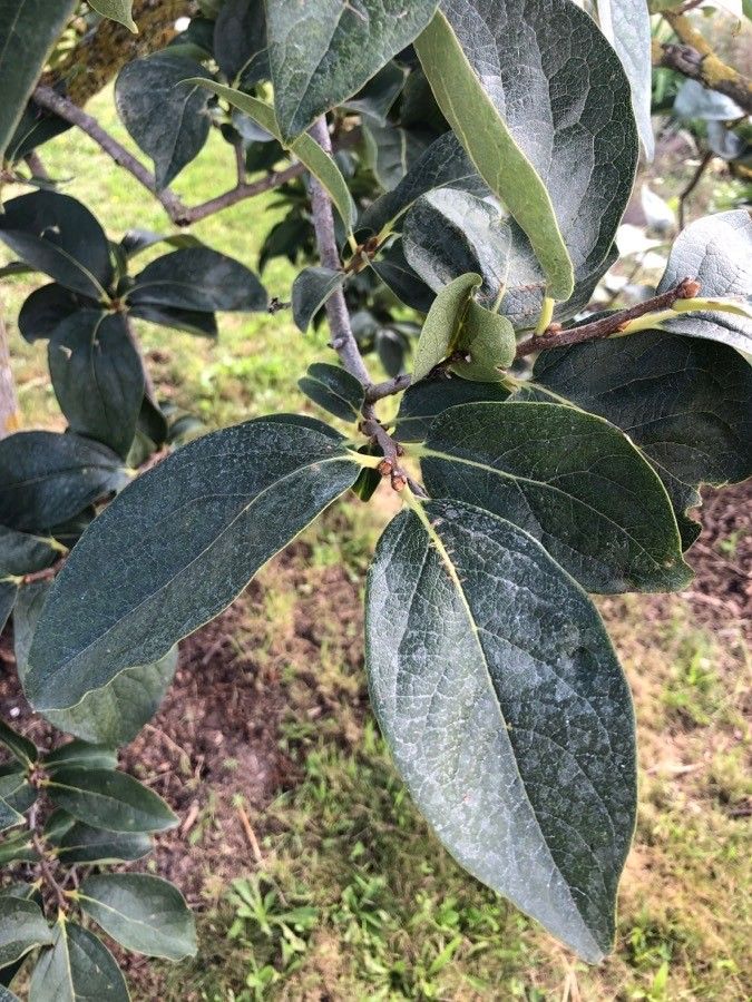 Diospyros hispida leaf