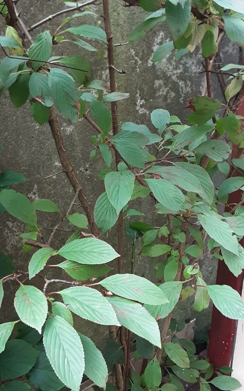 Viburnum × bodnantense habit